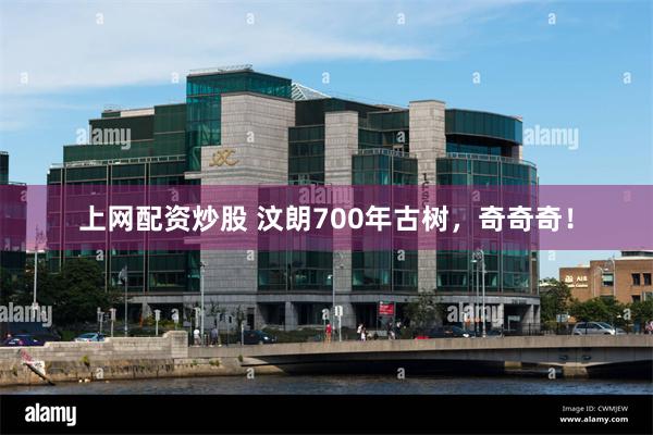 上网配资炒股 汶朗700年古树,奇奇奇!