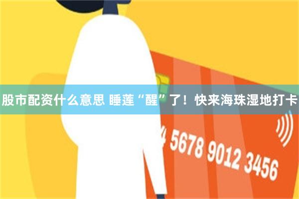 股市配资什么意思 睡莲“醒”了!快来海珠湿地打卡